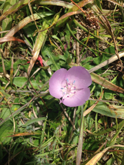 Calochortus uniflorus