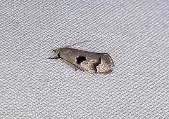 Acanthodela erythrosema