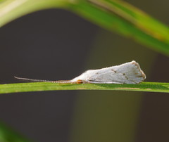 Asmicridea edwardsii