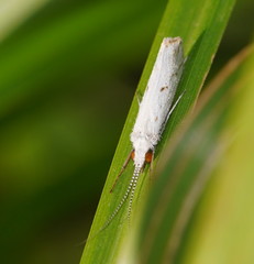 Asmicridea edwardsii