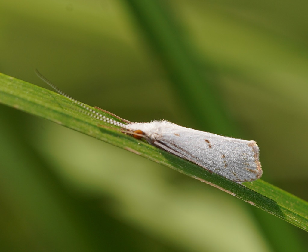 Asmicridea edwardsii