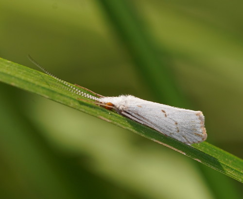 Asmicridea edwardsii