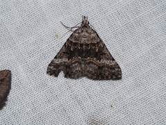 Dichromodes emplecta