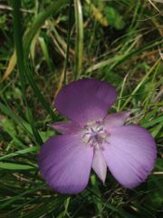 Calochortus uniflorus