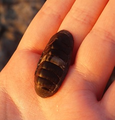 Chiton granosus