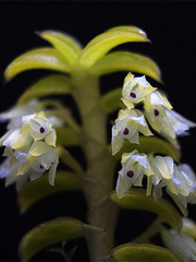 Fernandezia crystallina