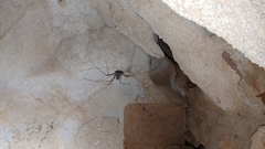 Paraphrynus raptator