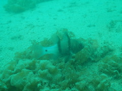 Apogonichthyoides pseudotaeniatus