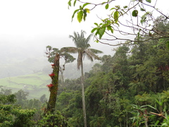 Ceroxylon echinulatum