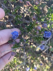 Ceanothus dentatus