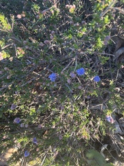 Ceanothus dentatus