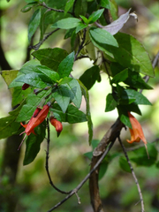 Clinopodium macrostemum