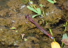 Oxyagrion rubidum