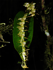 Pleurothallis antennifera