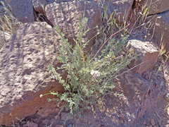 Eriogonum fasciculatum polifolium