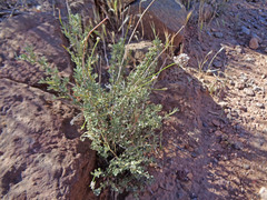 Eriogonum fasciculatum polifolium