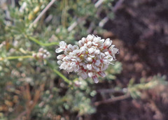 Eriogonum fasciculatum polifolium