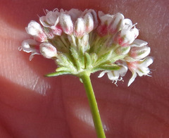 Eriogonum fasciculatum polifolium