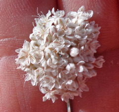 Eriogonum fasciculatum polifolium