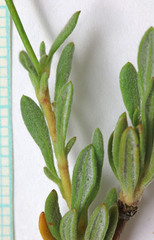 Eriogonum fasciculatum polifolium