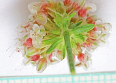 Eriogonum fasciculatum polifolium