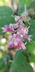 Ribes malvaceum malvaceum