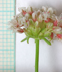 Eriogonum fasciculatum polifolium