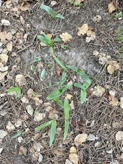 Piperia