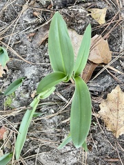 Piperia