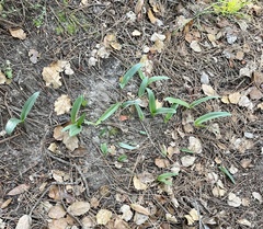 Piperia