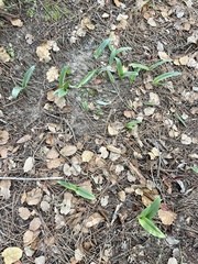 Piperia
