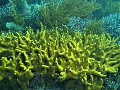 Porites cylindrica