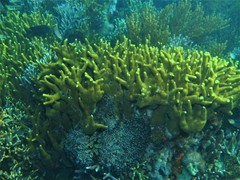 Porites cylindrica