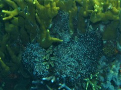 Euphyllia glabrescens