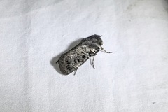 Proteuxoa rubripuncta