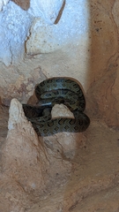 Senticolis triaspis triaspis