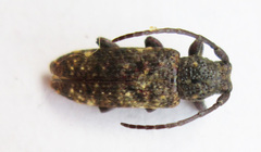 Apomecyna binubila