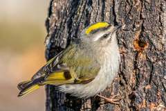 Golden-Crowned Kinglet photo 5