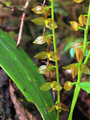Pleurothallis revoluta
