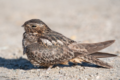 Chordeiles gundlachii