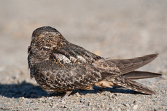 Chordeiles gundlachii