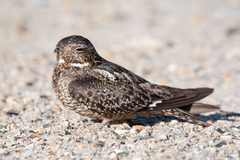 Chordeiles gundlachii