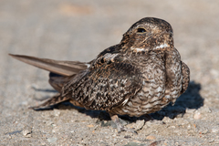 Chordeiles gundlachii