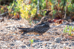 Chordeiles gundlachii