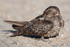 Chordeiles gundlachii