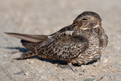 Chordeiles gundlachii