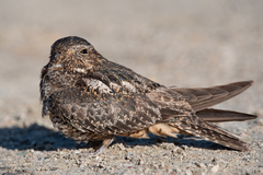 Chordeiles gundlachii