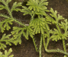 Austrolycopodium paniculatum