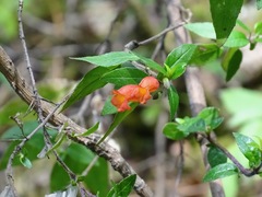 Clinopodium macrostemum
