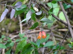 Clinopodium macrostemum